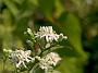 Heptacodium miconoidesBluete